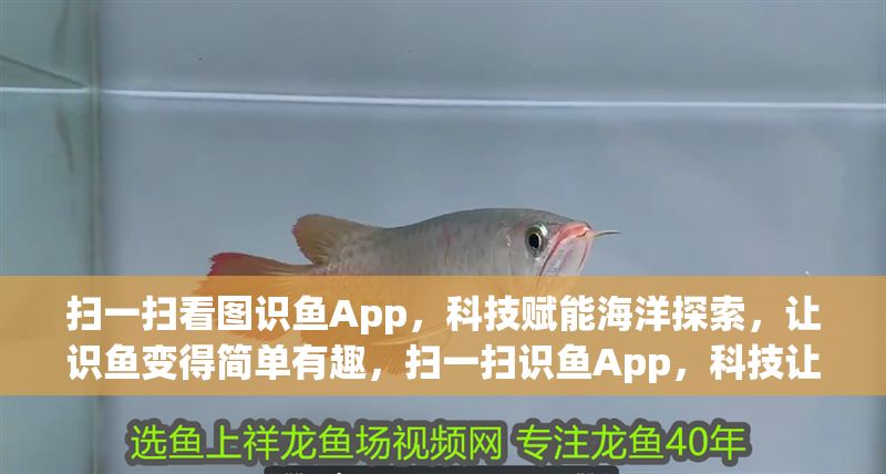 掃一掃看圖識魚App，科技賦能海洋探索，讓識魚變得簡單有趣，掃一掃識魚App，科技讓海洋探索簡單有趣