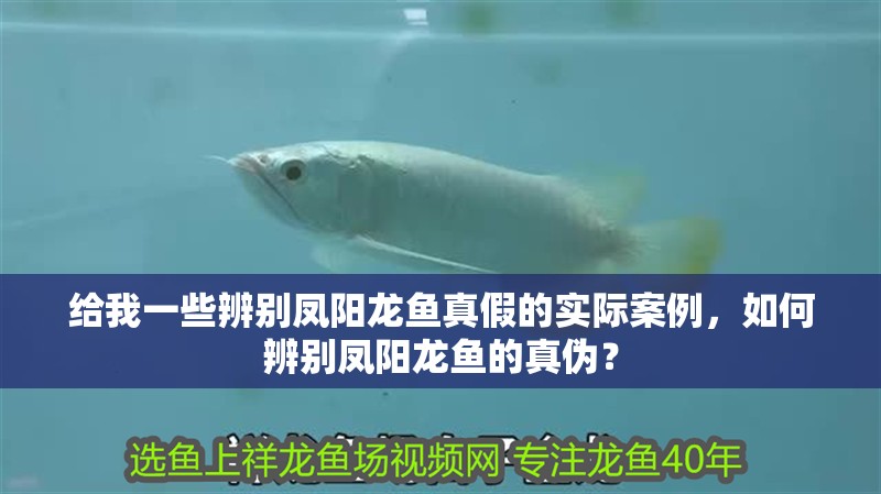 給我一些辨別鳳陽龍魚真假的實際案例，如何辨別鳳陽龍魚的真偽？
