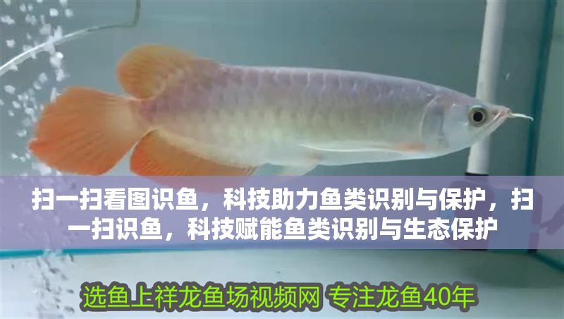 掃一掃看圖識(shí)魚，科技助力魚類識(shí)別與保護(hù)，掃一掃識(shí)魚，科技賦能魚類識(shí)別與生態(tài)保護(hù)