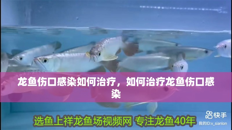 龍魚傷口感染如何治療，如何治療龍魚傷口感染