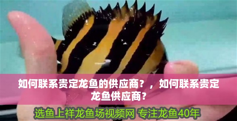 如何聯(lián)系貴定龍魚(yú)的供應(yīng)商？，如何聯(lián)系貴定龍魚(yú)供應(yīng)商？