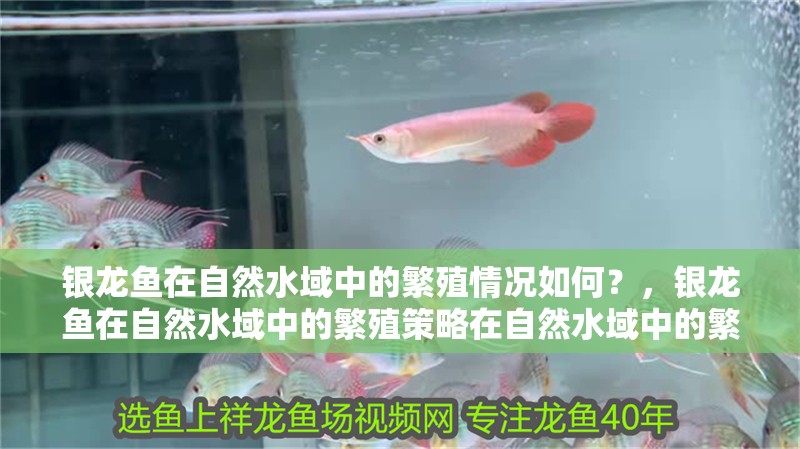 銀龍魚在自然水域中的繁殖情況如何？，銀龍魚在自然水域中的繁殖策略在自然水域中的繁殖情況如何