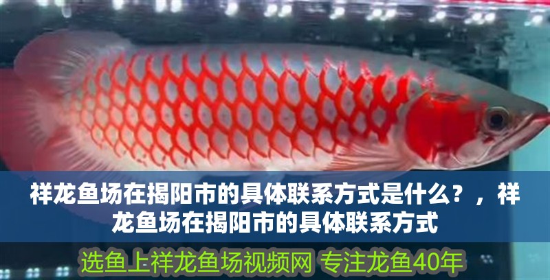 祥龍魚場在揭陽市的具體聯(lián)系方式是什么？，祥龍魚場在揭陽市的具體聯(lián)系方式