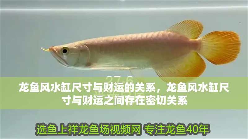龍魚風水缸尺寸與財運的關系，龍魚風水缸尺寸與財運之間存在密切關系