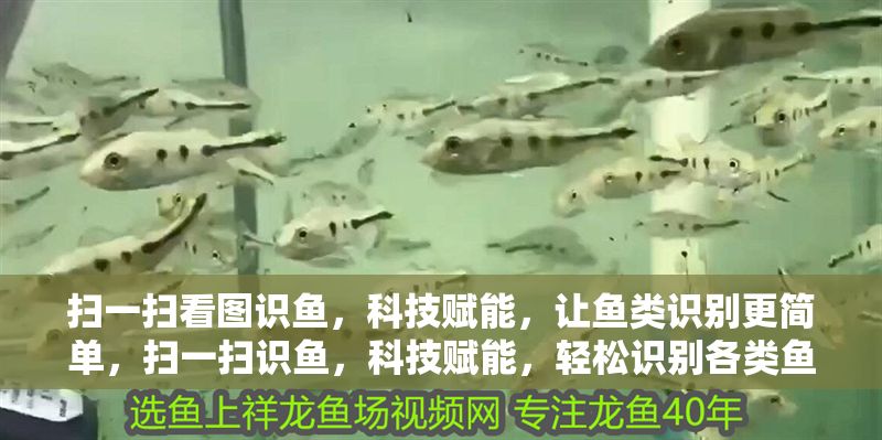 掃一掃看圖識魚，科技賦能，讓魚類識別更簡單，掃一掃識魚，科技賦能，輕松識別各類魚類