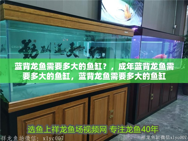 藍背龍魚需要多大的魚缸？，成年藍背龍魚需要多大的魚缸，藍背龍魚需要多大的魚缸