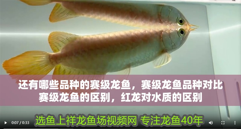 還有哪些品種的賽級龍魚，賽級龍魚品種對比賽級龍魚的區別，紅龍對水質的區別