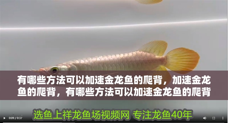 有哪些方法可以加速金龍魚的爬背，加速金龍魚的爬背，有哪些方法可以加速金龍魚的爬背