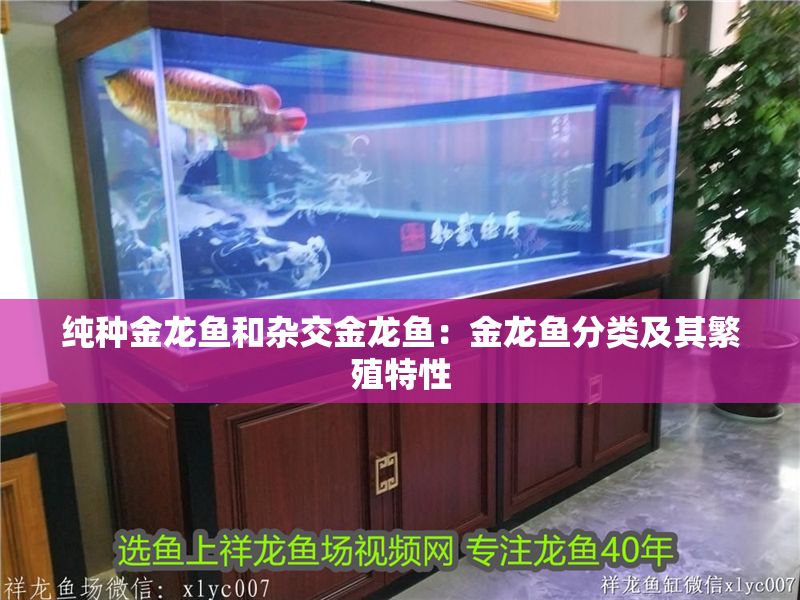 純種金龍魚和雜交金龍魚：金龍魚分類及其繁殖特性