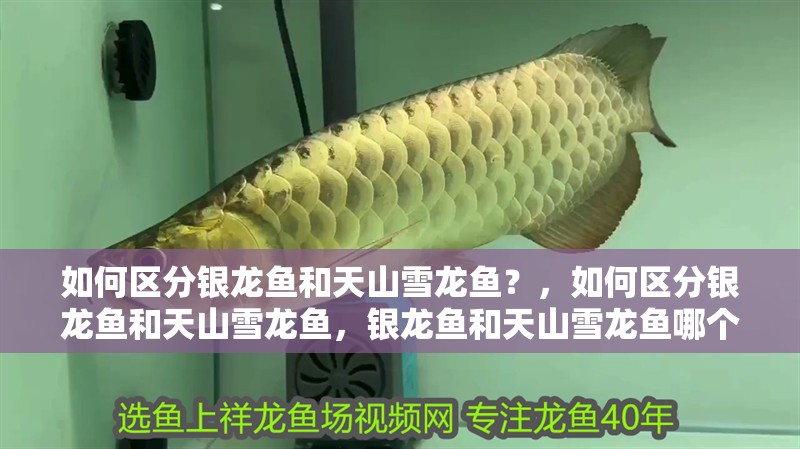如何區分銀龍魚和天山雪龍魚？，如何區分銀龍魚和天山雪龍魚，銀龍魚和天山雪龍魚哪個更適合養殖