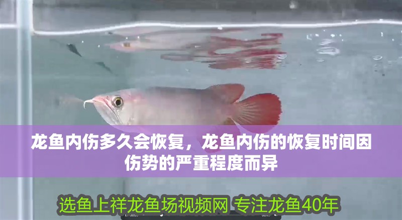 龍魚內傷多久會恢復，龍魚內傷的恢復時間因傷勢的嚴重程度而異