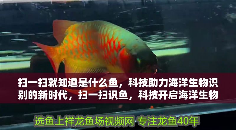 掃一掃就知道是什么魚，科技助力海洋生物識別的新時代，掃一掃識魚，科技開啟海洋生物識別新紀元