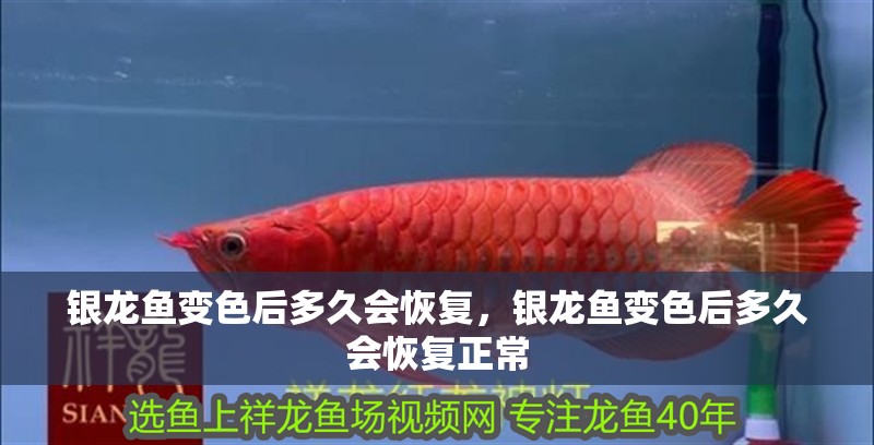 銀龍魚變色后多久會恢復,銀龍魚變色后多久會恢復正常