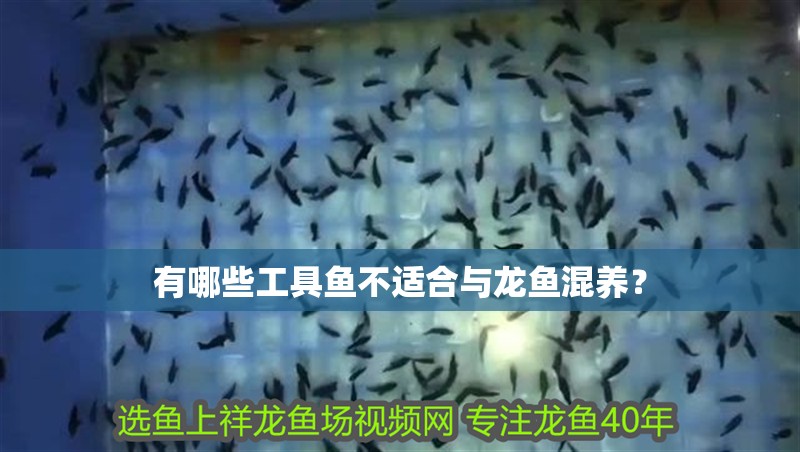 有哪些工具魚不適合與龍魚混養？