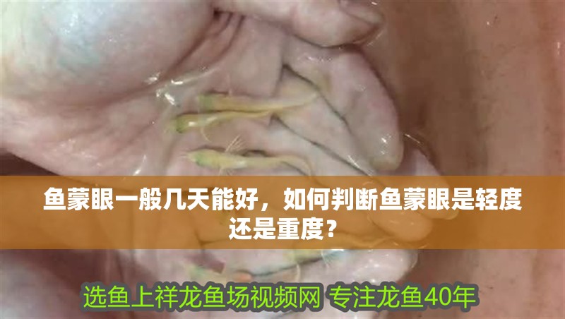 魚(yú)蒙眼一般幾天能好,如何判斷魚(yú)蒙眼是輕度還是重度?