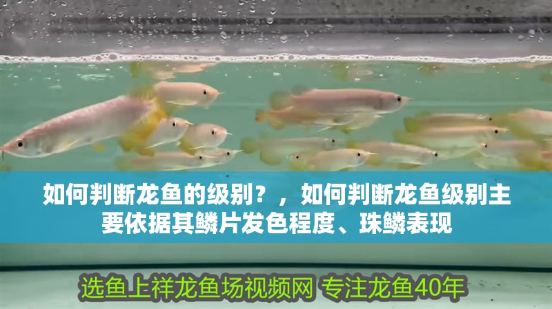 如何判斷龍魚的級別？，如何判斷龍魚級別主要依據其鱗片發色程度、珠鱗表現