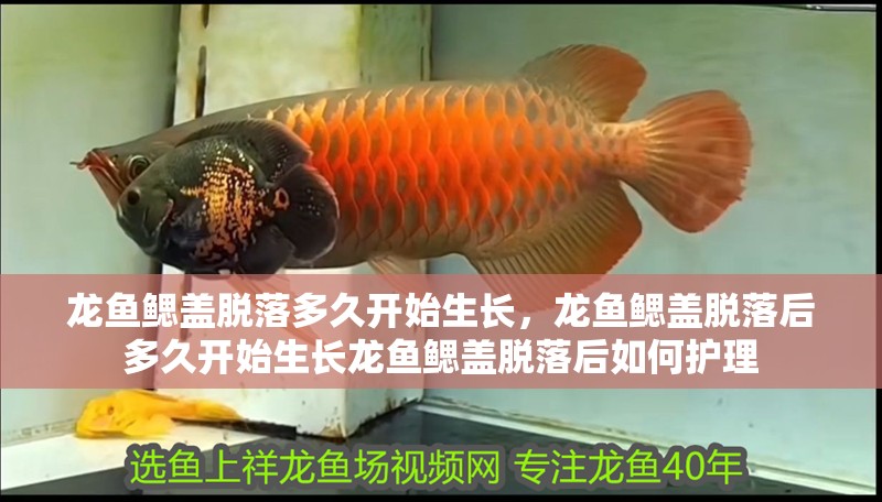 龍魚鰓蓋脫落多久開始生長，龍魚鰓蓋脫落后多久開始生長龍魚鰓蓋脫落后如何護理
