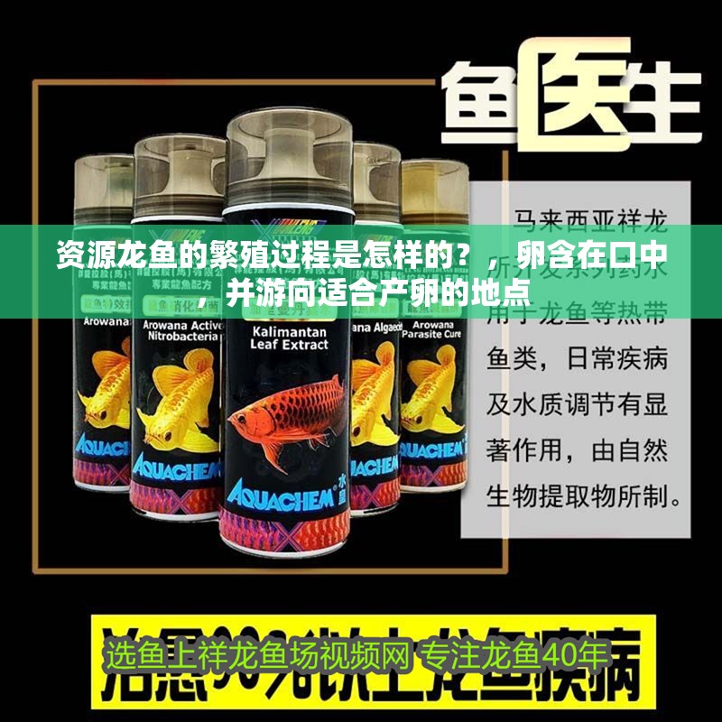 資源龍魚的繁殖過程是怎樣的？，卵含在口中，并游向適合產(chǎn)卵的地點(diǎn)