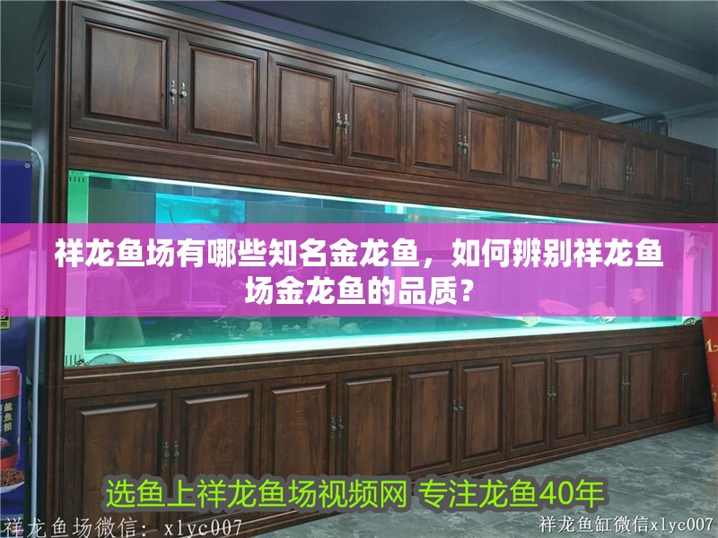 祥龍魚場有哪些知名金龍魚，如何辨別祥龍魚場金龍魚的品質？