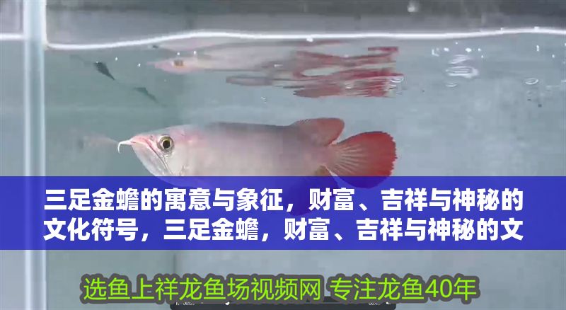 三足金蟾的寓意與象征，財富、吉祥與神秘的文化符號，三足金蟾，財富、吉祥與神秘的文化象征