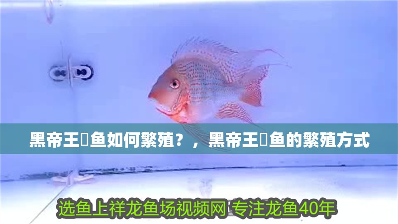 黑帝王魟魚如何繁殖?,黑帝王魟魚的繁殖方式