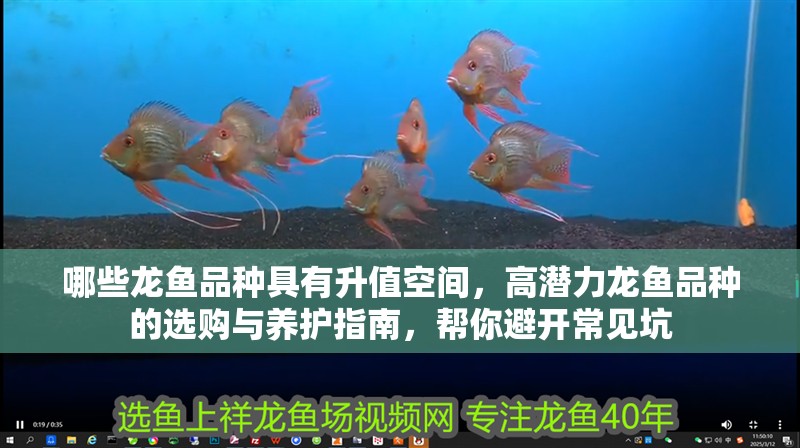 哪些龍魚品種具有升值空間，高潛力龍魚品種的選購與養護指南，幫你避開常見坑