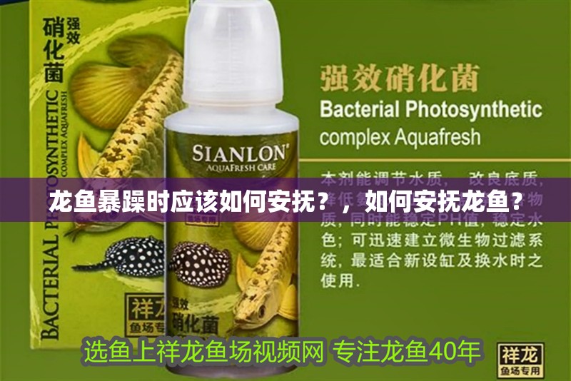 龍魚暴躁時應(yīng)該如何安撫？，如何安撫龍魚？