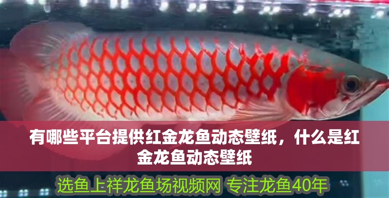 有哪些平臺(tái)提供紅金龍魚動(dòng)態(tài)壁紙，什么是紅金龍魚動(dòng)態(tài)壁紙