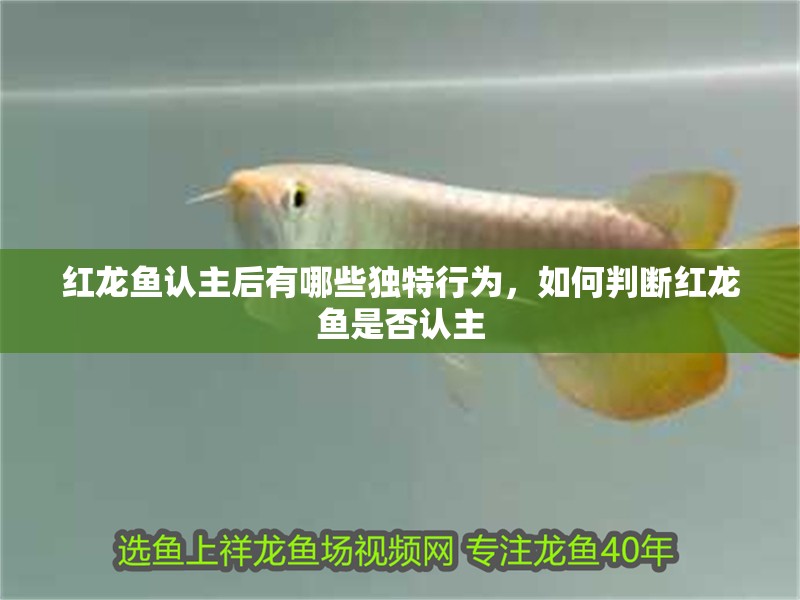 紅龍魚認主后有哪些獨特行為，如何判斷紅龍魚是否認主