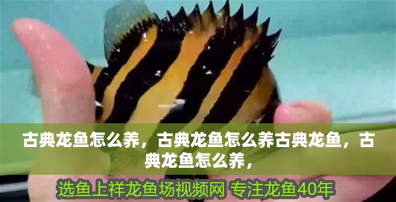 古典龍魚怎么養，古典龍魚怎么養古典龍魚，古典龍魚怎么養，