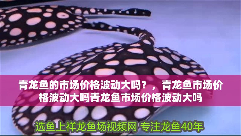 青龍魚的市場價格波動大嗎？，青龍魚市場價格波動大嗎青龍魚市場價格波動大嗎