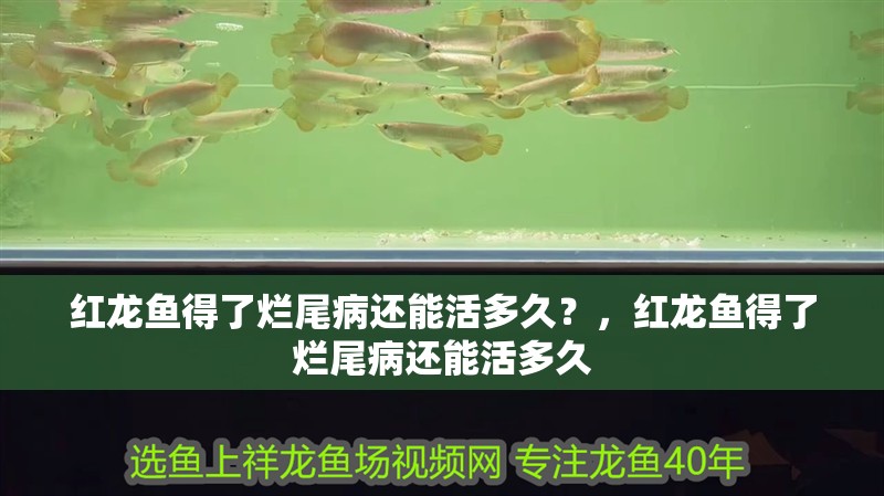 紅龍魚得了爛尾病還能活多久？，紅龍魚得了爛尾病還能活多久