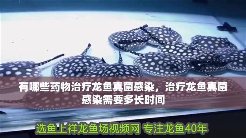 有哪些藥物治療龍魚真菌感染，治療龍魚真菌感染需要多長時(shí)間