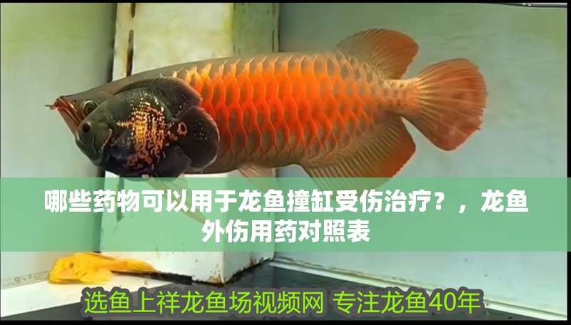 哪些藥物可以用于龍魚撞缸受傷治療？，龍魚外傷用藥對照表