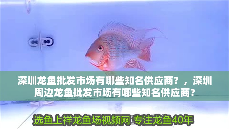 深圳龍魚批發市場有哪些知名供應商？，深圳周邊龍魚批發市場有哪些知名供應商？