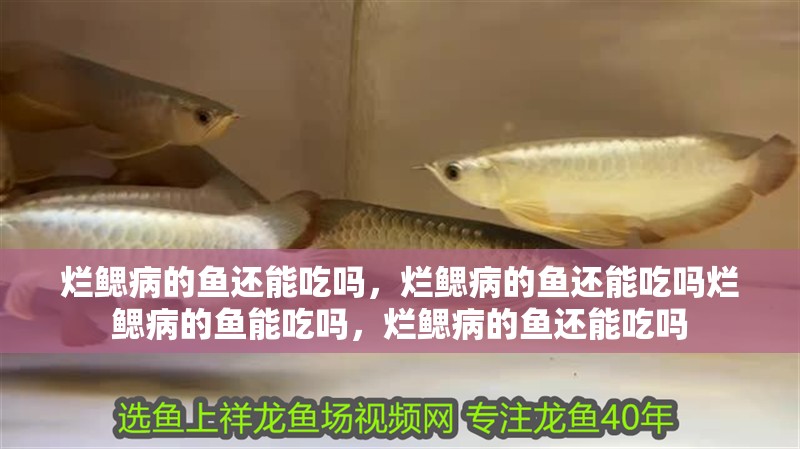 爛鰓病的魚還能吃嗎，爛鰓病的魚還能吃嗎爛鰓病的魚能吃嗎，爛鰓病的魚還能吃嗎