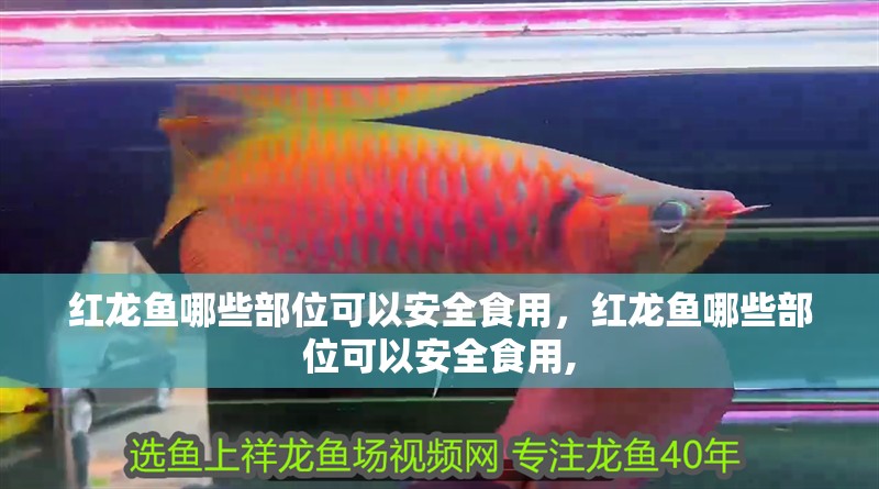 紅龍魚哪些部位可以安全食用，紅龍魚哪些部位可以安全食用,