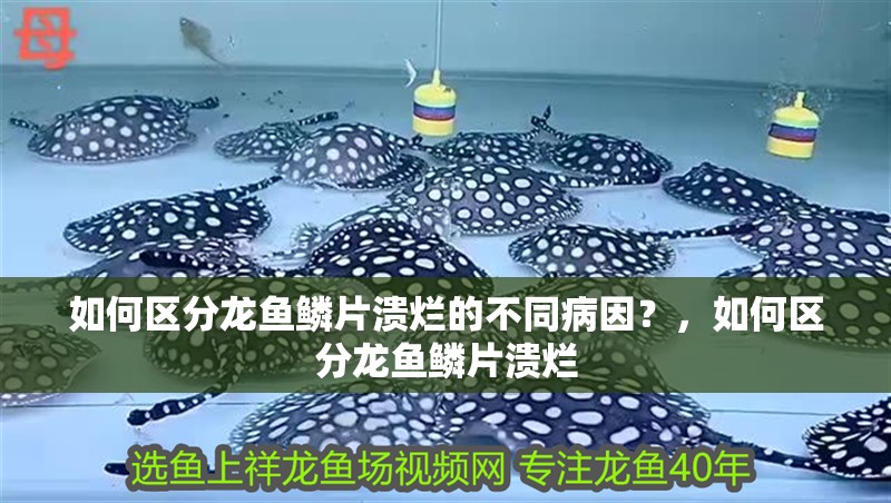 如何區(qū)分龍魚鱗片潰爛的不同病因？，如何區(qū)分龍魚鱗片潰爛
