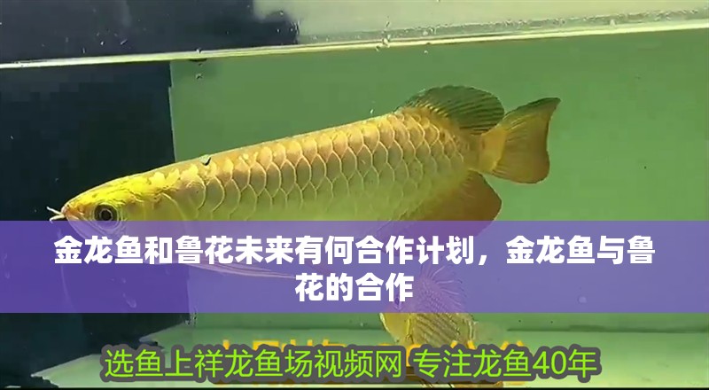 金龍魚和魯花未來有何合作計劃，金龍魚與魯花的合作