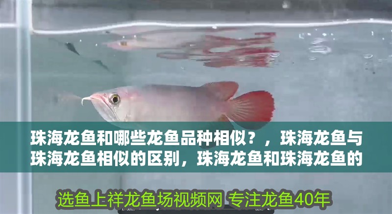 珠海龍魚和哪些龍魚品種相似？，珠海龍魚與珠海龍魚相似的區別，珠海龍魚和珠海龍魚的區別