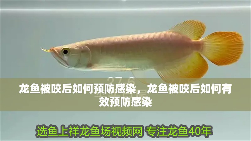 龍魚被咬后如何預防感染，龍魚被咬后如何有效預防感染
