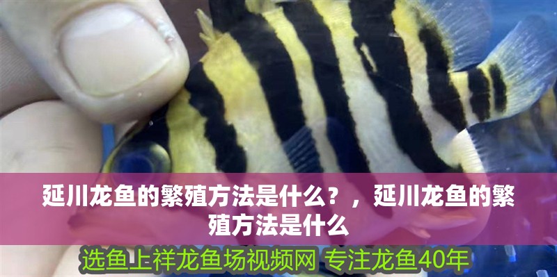 延川龍魚的繁殖方法是什么？，延川龍魚的繁殖方法是什么