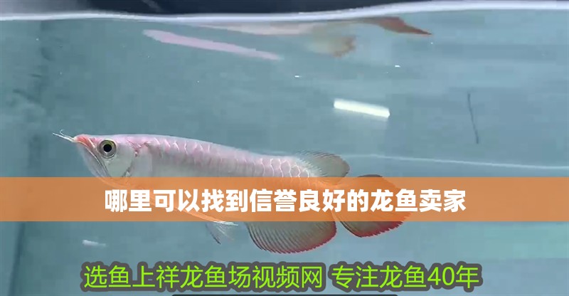 哪里可以找到信譽良好的龍魚賣家