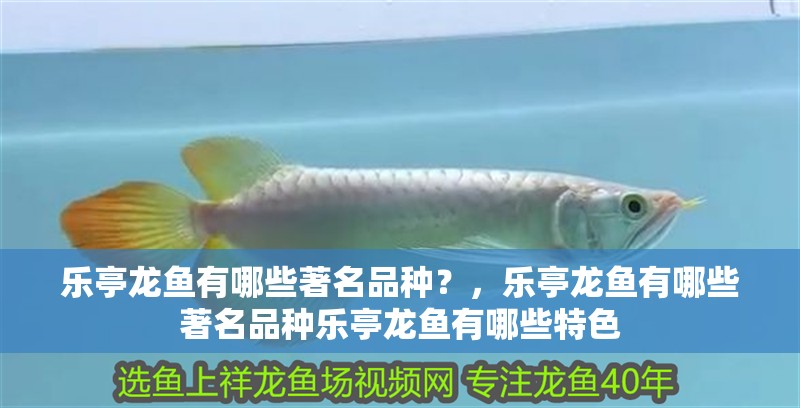 樂亭龍魚有哪些著名品種？，樂亭龍魚有哪些著名品種樂亭龍魚有哪些特色