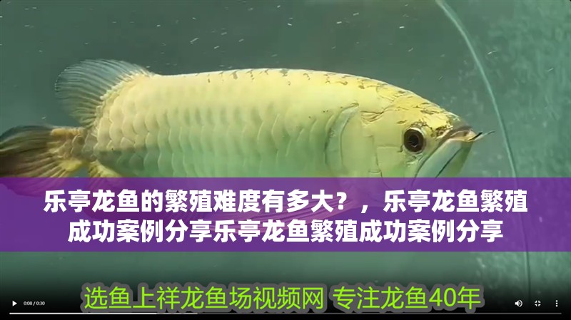 樂(lè)亭龍魚(yú)的繁殖難度有多大？，樂(lè)亭龍魚(yú)繁殖成功案例分享樂(lè)亭龍魚(yú)繁殖成功案例分享
