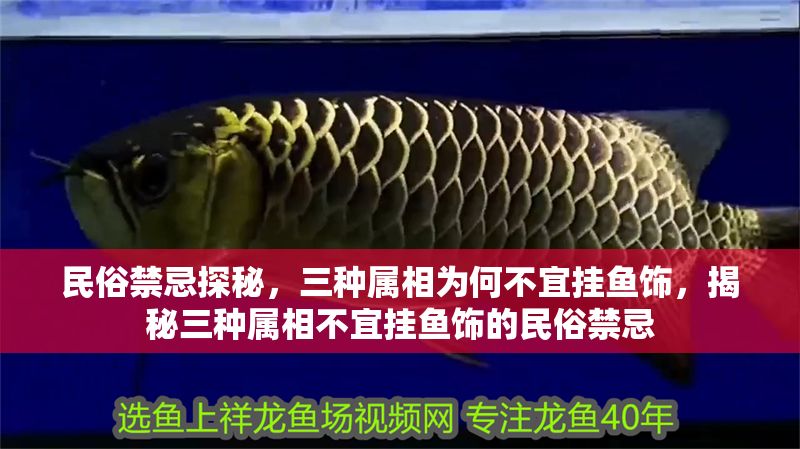 民俗禁忌探秘，三種屬相為何不宜掛魚飾，揭秘三種屬相不宜掛魚飾的民俗禁忌