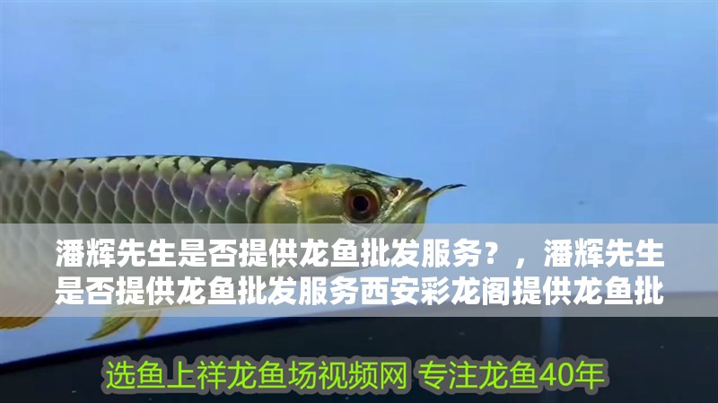 潘輝先生是否提供龍魚批發服務？，潘輝先生是否提供龍魚批發服務西安彩龍閣提供龍魚批發服務