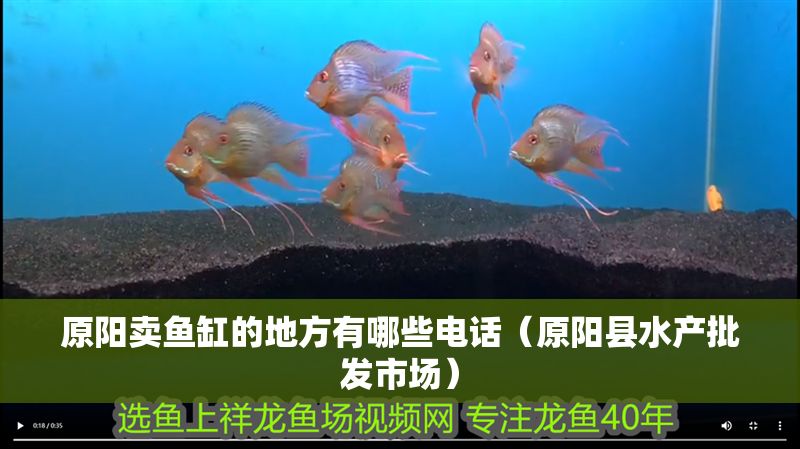 原陽賣魚缸的地方有哪些電話（原陽縣水產批發市場）