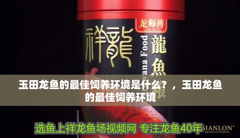 玉田龍魚的最佳飼養環境是什么？，玉田龍魚的最佳飼養環境