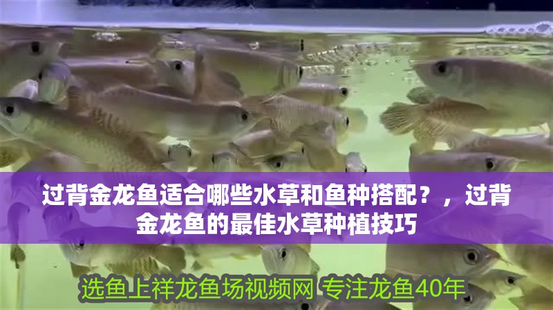 過背金龍魚適合哪些水草和魚種搭配？，過背金龍魚的最佳水草種植技巧